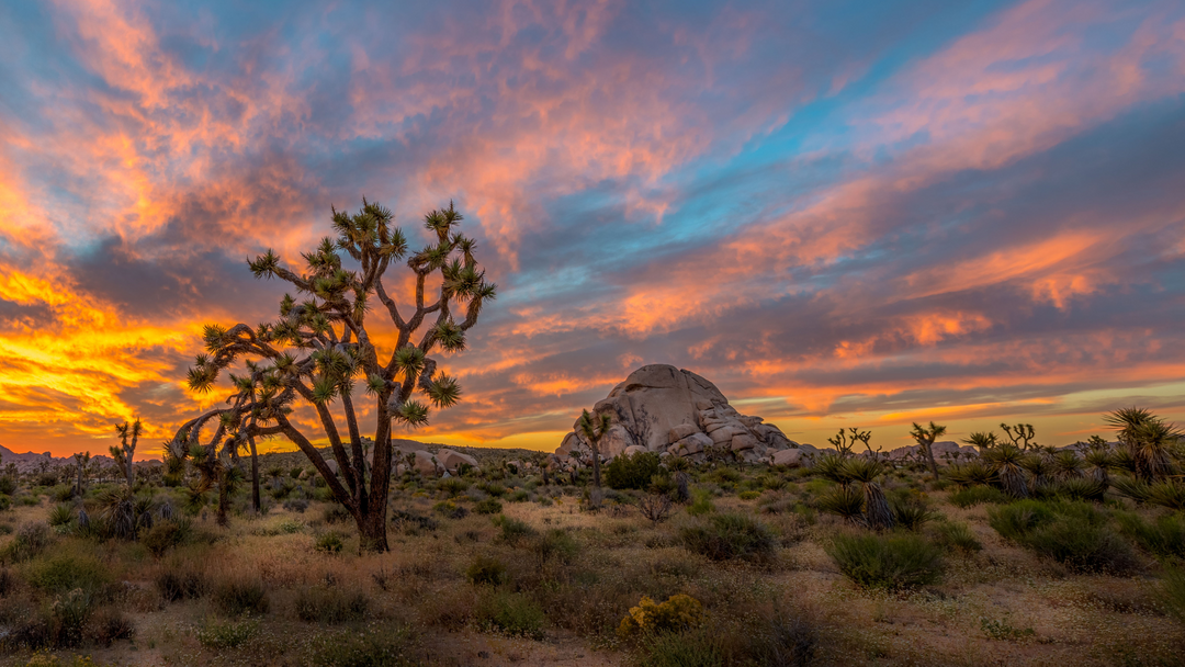 Best Joshua Tree Wedding Venues